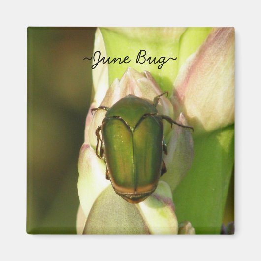 June Bug Magneet (Voorkant)
