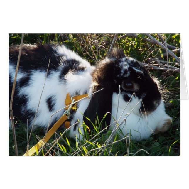 June Bunny (Voorkant Horizontaal)