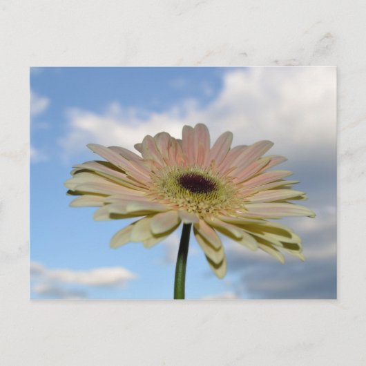 June Gerbera Flower in the Sky Briefkaart (Voorkant)