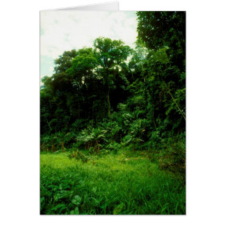 Jungle / Crocodile Alley