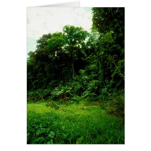 Jungle / Crocodile Alley (Devant)