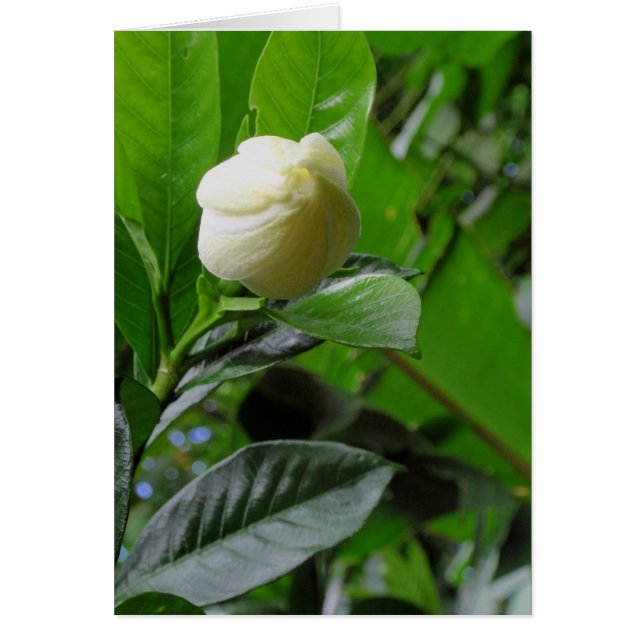 Jungle Gardenia (Devant)