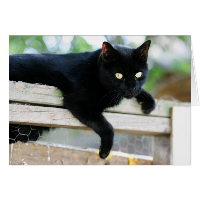 Junior (Devant horizontal)