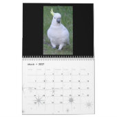 Junior Koala Calendar Kalender (Mar 2027)