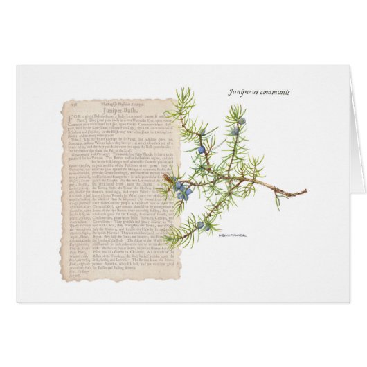 Juniper avec une description historique de ses uti (Devant horizontal)