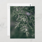 Juniper Berries Briefkaart (Voorkant / Achterkant)