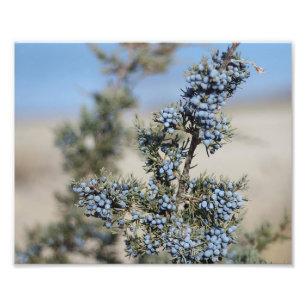 Juniper berry fotografie foto afdruk