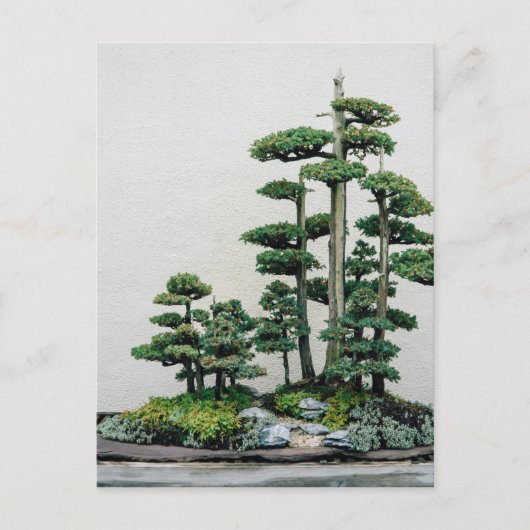Juniper Bonsai Forest Briefkaart (Voorkant)