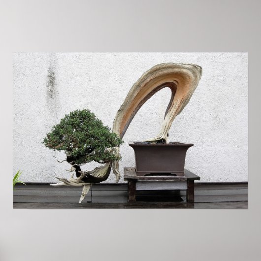Juniper Bonsai Poster (Voorkant)