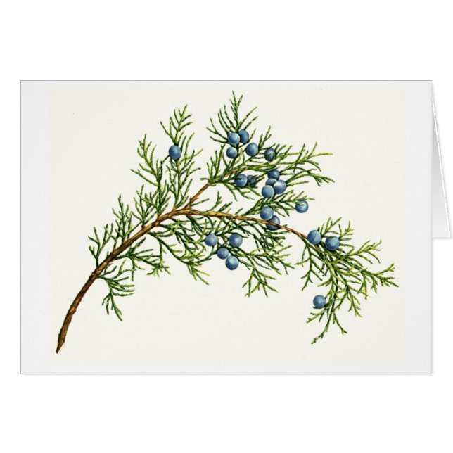 Juniper Branch (Voorkant Horizontaal)
