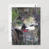 Juniper Springs, Fl Briefkaart (Voorkant / Achterkant)