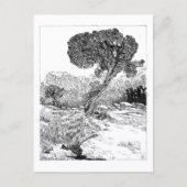 Juniper Valley Wilderness - Carte postale (Devant)