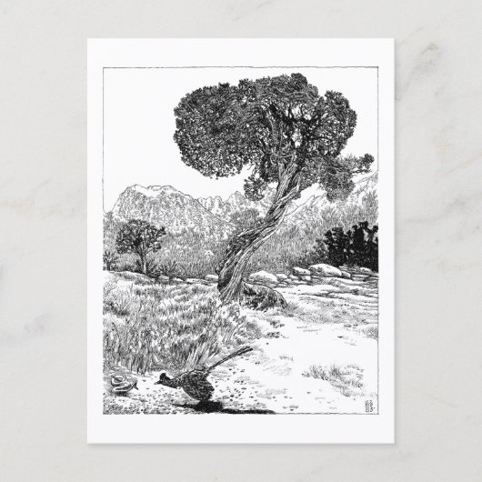 Juniper Valley Wilderness - Carte postale (Devant)