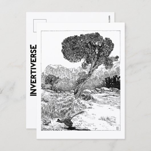 Juniper Valley Wilderness - Carte postale (Devant / Derrière)