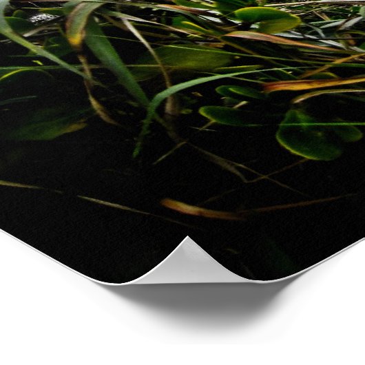 Juno Beach Pier Poster (Hoek)