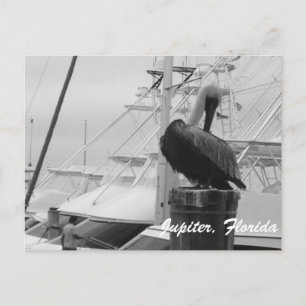 Jupiter, Floride Pélican photo carte postale