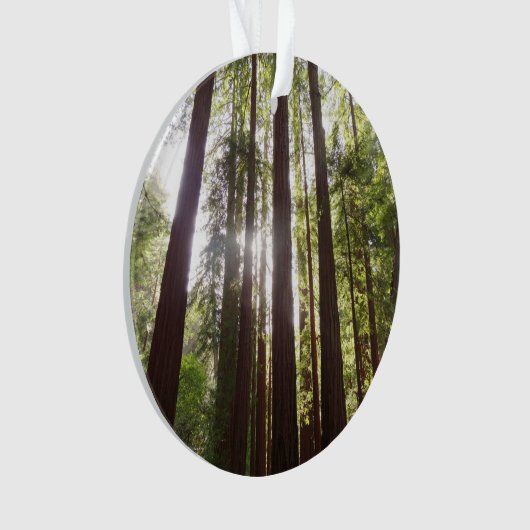 Jusqu'aux séquoias du matin (devant)