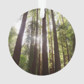 Jusqu'aux séquoias du matin (dos)