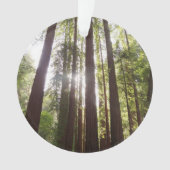 Jusqu'aux séquoias du matin (devant)