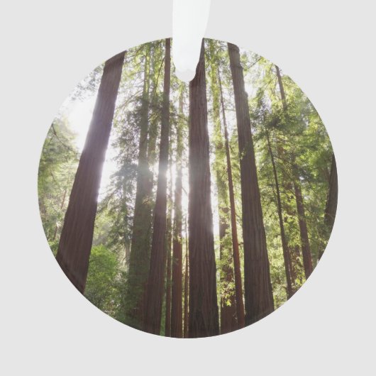 Jusqu'aux séquoias du matin (devant)