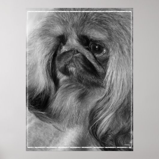 Just Jeroen Poster (Voorkant)