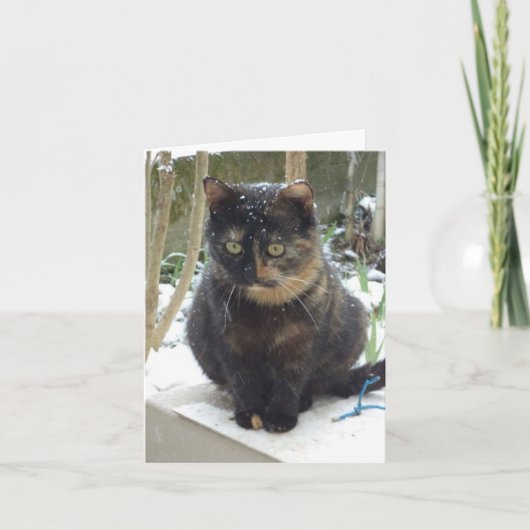 Juste des chats et des chatons - carte blanche (Devant)