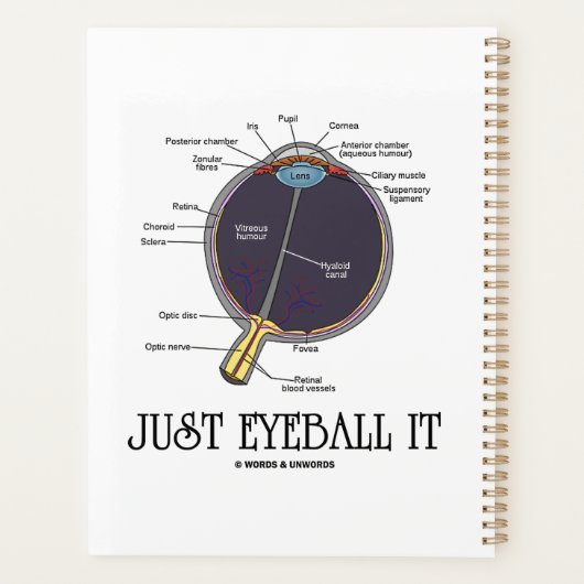 Juste Eyeball It Human Eye Anatomie Geek Conseils (Dos)