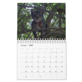Juste Pour L'Amour Des Chats, Calendrier (Jan 2027)