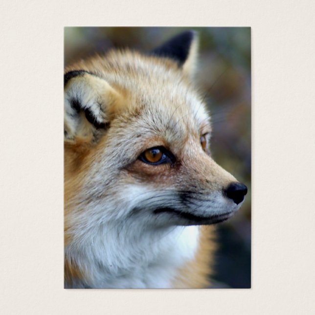 Juste un petit Fox mignon (Devant)