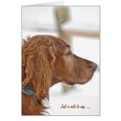 Juste une note Irish Setter (Devant)