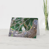 Juveniele goudvink in amandelboom Kaart (Voorkant)