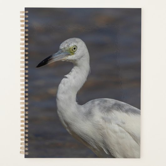 Juveniele Heron 2024 Planner (Voorkant)