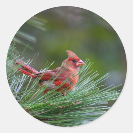 juveniele kardinaal ronde sticker (Voorkant)