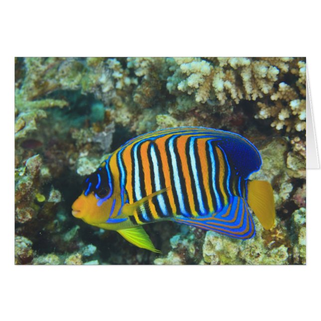 Juveniele koningsengelvis Pygoplites (Voorkant Horizontaal)