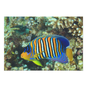 Juveniele koningsengelvis Pygoplites Foto Afdruk