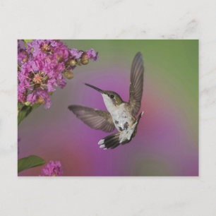 Juveniele mannelijke Ruby Throated Hummingbird Briefkaart