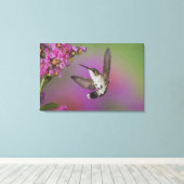 Juveniele mannelijke Ruby Throated Hummingbird Canvas Afdruk (Insitu (Houten vloer))