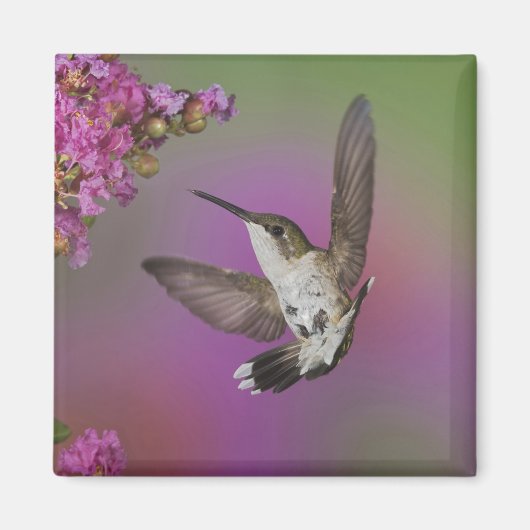 Juveniele mannelijke Ruby Throated Hummingbird Magneet (Voorkant)