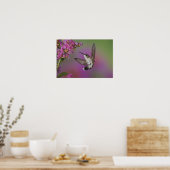 Juveniele mannelijke Ruby Throated Hummingbird Poster (Keuken)