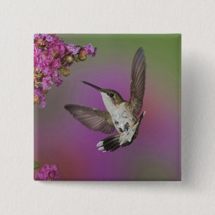 Juveniele mannelijke Ruby Throated Hummingbird Vierkante Button 5,1 Cm