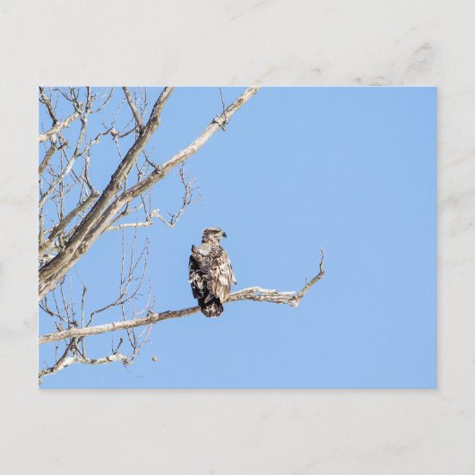 Juvenile Bald Eagle Briefkaart (Voorkant)