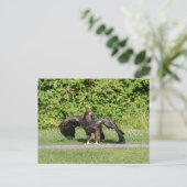 Juvenile Bald Eagle Briefkaart (Staand voorkant)