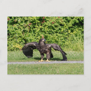 Juvenile Bald Eagle Briefkaart