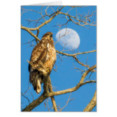 Juvenile Bald Eagle en de maan (Voorkant)