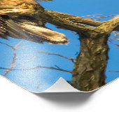 Juvenile Bald Eagle en de maan Foto Afdruk (Hoek)