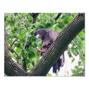 Juvenile Bald Eagle Foto Afdruk