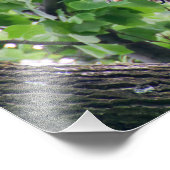 Juvenile Bald Eagle Foto Afdruk (Hoek)