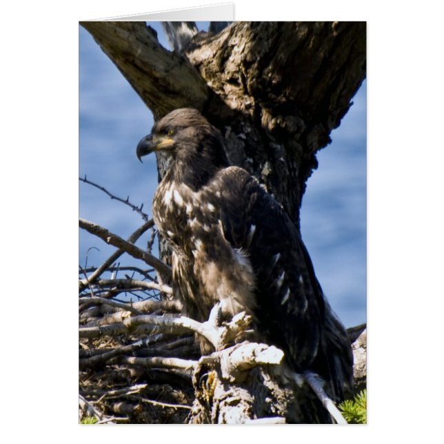 Juvenile Bald Eagle - Kaarten (Voorkant)
