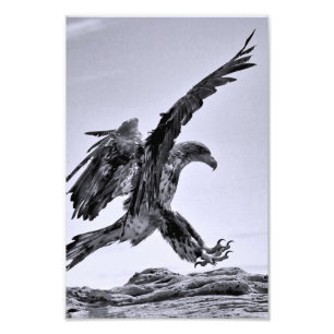 Juvenile Bald Eagle Landing - kunstfoto Foto Afdruk