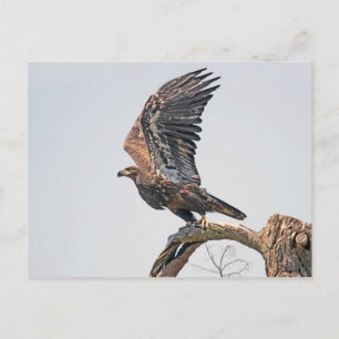 Juvenile Bald Eagle Launch Briefkaart